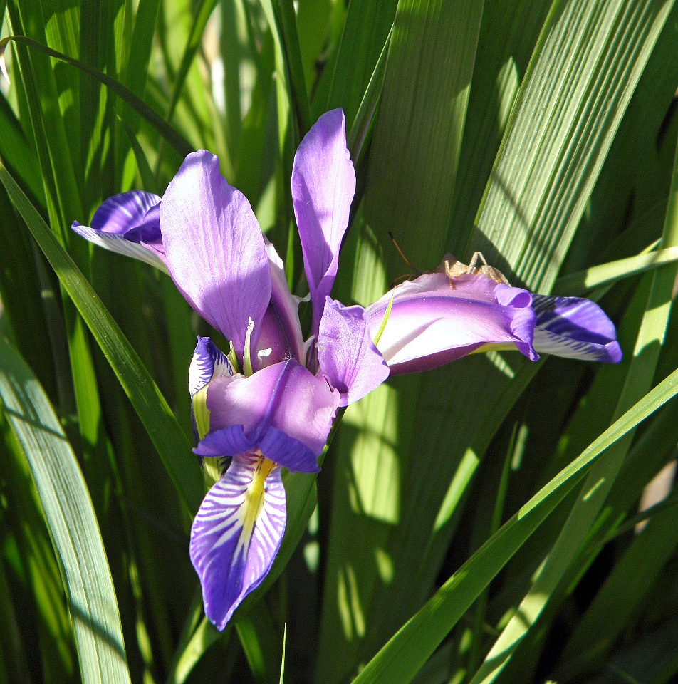 Изображение особи Iris graminea.