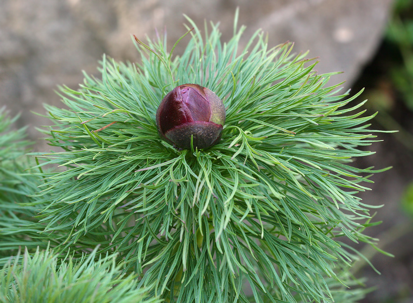 Image of Paeonia tenuifolia specimen.