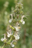 Salvia revelata