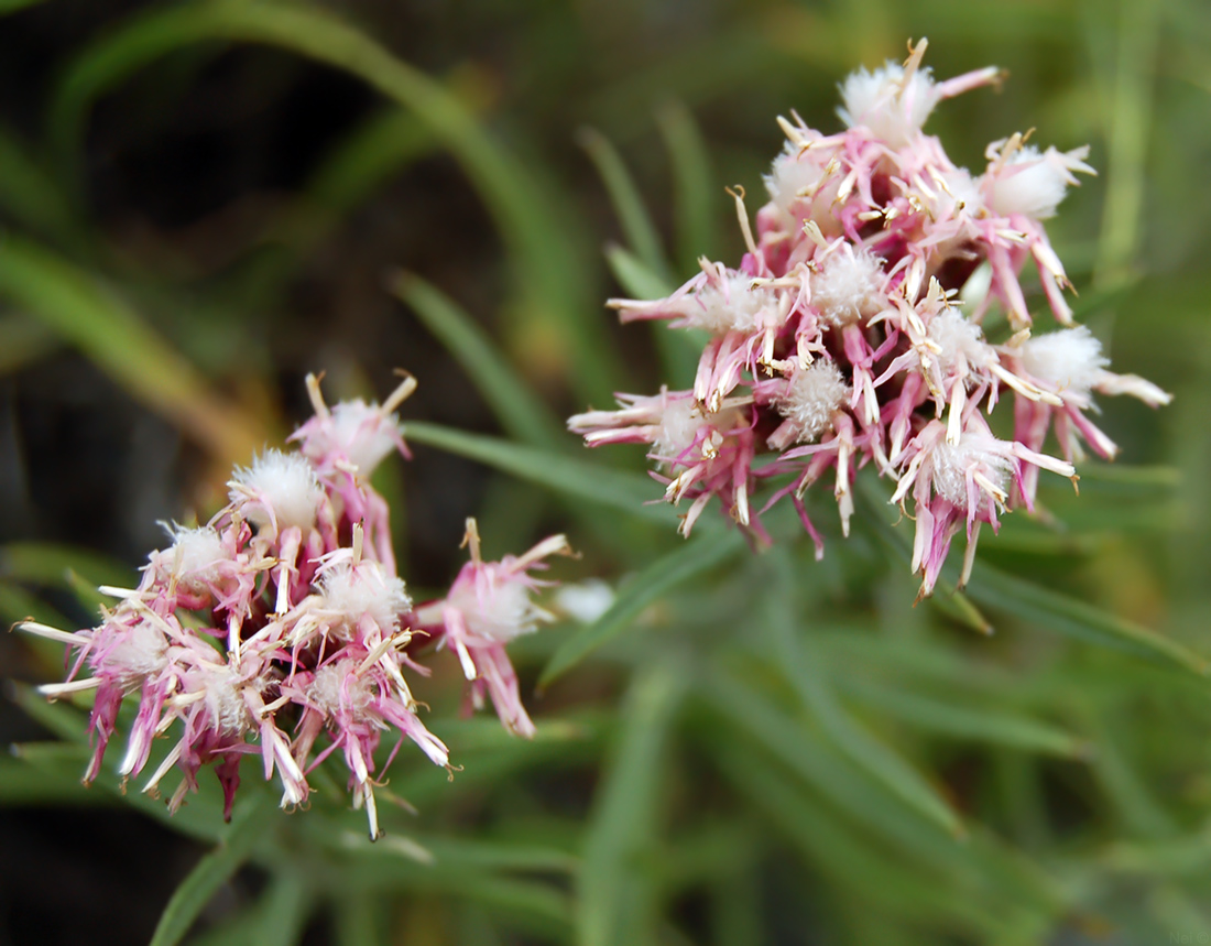 Изображение особи Saussurea salicifolia.