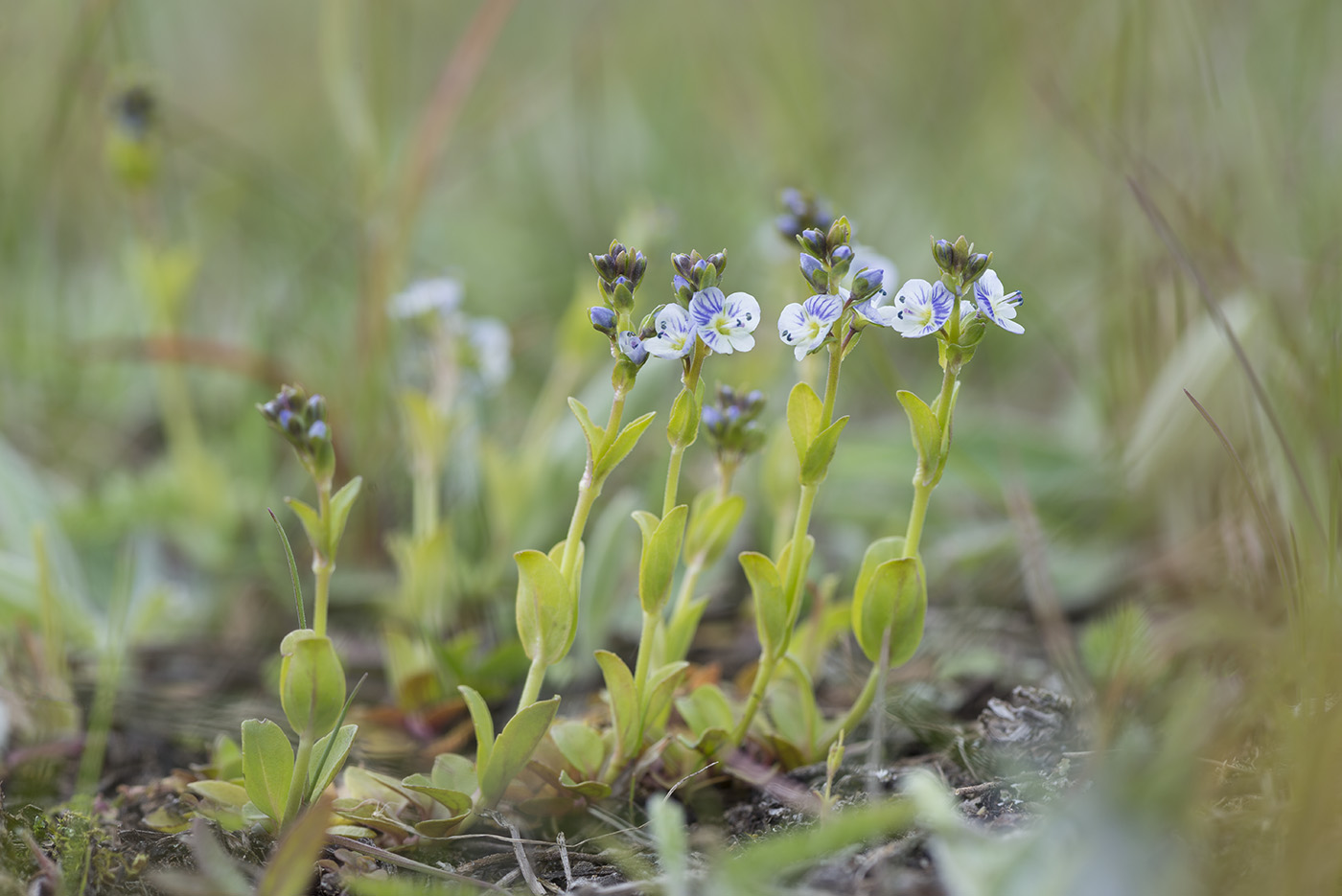 Image of Veronica serpyllifolia specimen.