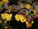 Berberis × ottawensis