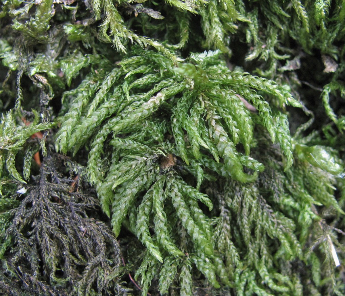 Image of Thamnobryum alopecurum specimen.