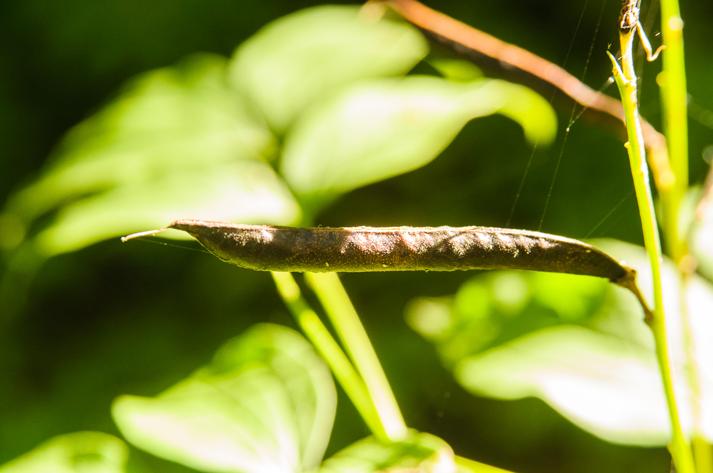 Image of Lathyrus vernus specimen.