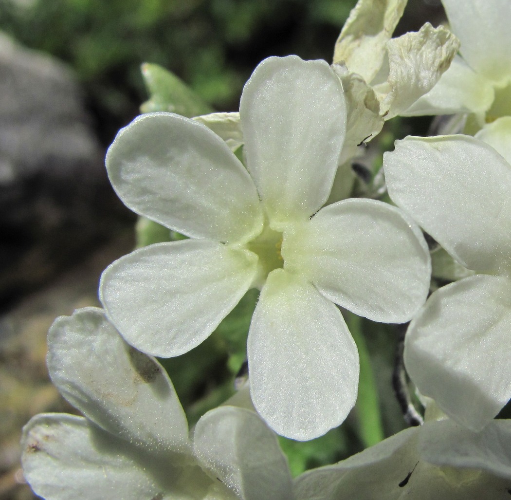 Изображение особи Primula bayernii.