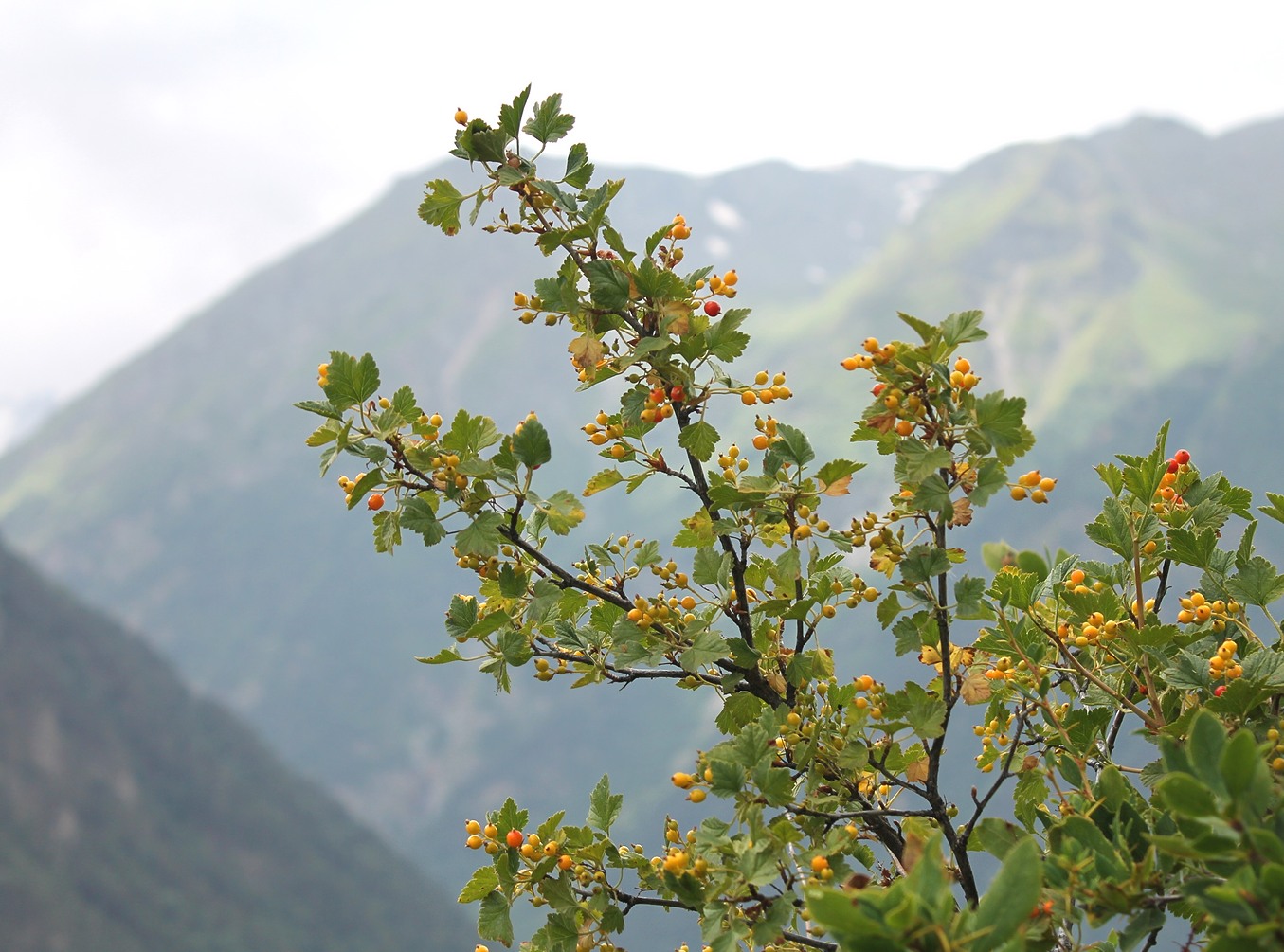 Image of Ribes orientale specimen.