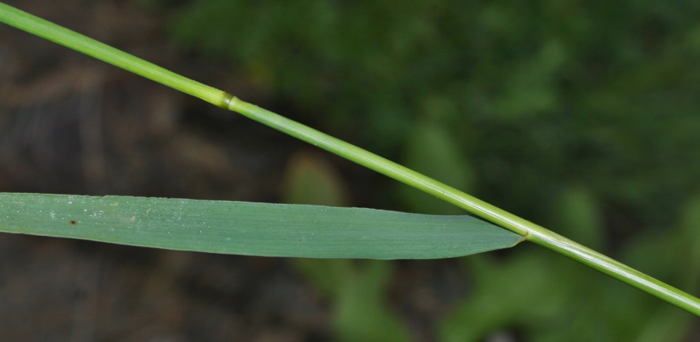 Изображение особи Elymus woroschilowii.