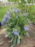 Mertensia sibirica. Цветущее растение. Иркутская обл., Иркутский р-н, дер. Позднякова, в культуре (местный вид). 03.06.2017.