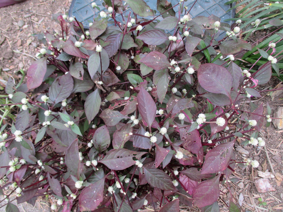 Image of Alternanthera brasiliana specimen.