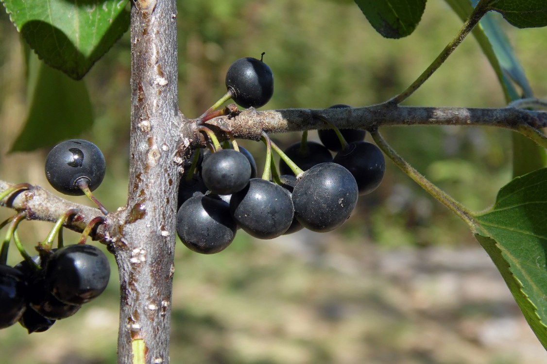 Image of Rhamnus cathartica specimen.