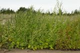 Atriplex calotheca