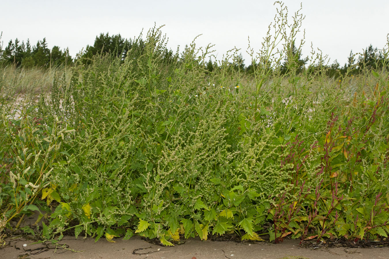 Image of Atriplex calotheca specimen.