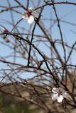Amygdalus bucharica. Ветви с цветками. Узбекистан, Зарафшанский хр., Самаркандские горы близ Китабского перевала. 06.04.2010.