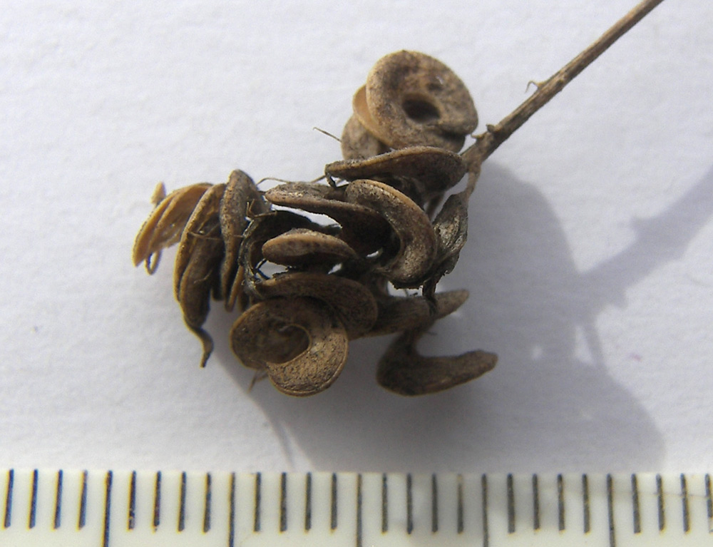 Image of Medicago sativa specimen.