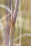 Allium paniculatum