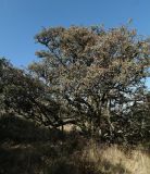 Crataegus orientalis