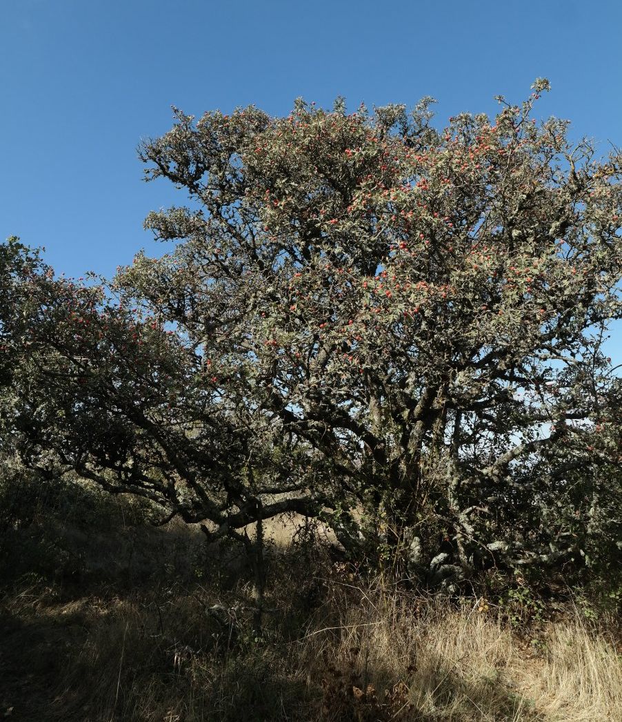 Image of Crataegus orientalis specimen.