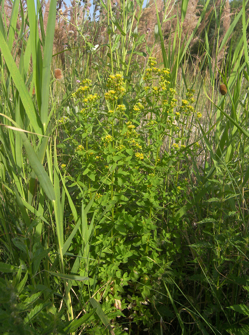 Изображение особи Hypericum tetrapterum.