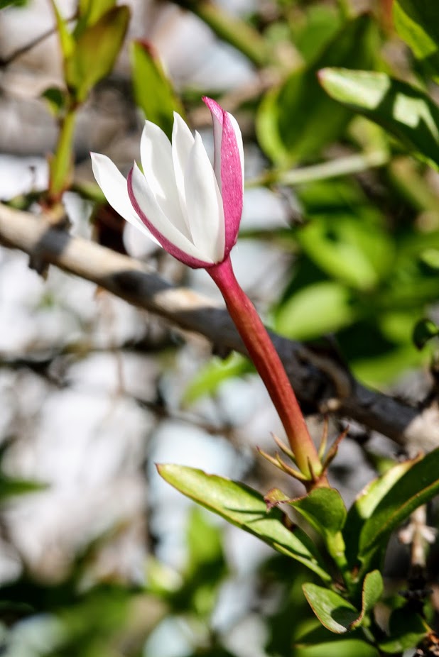 Image of Jasminum laurifolium specimen.