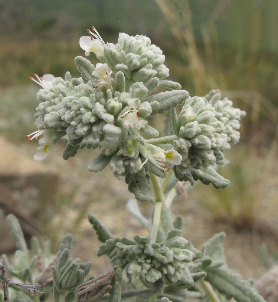 Изображение особи Teucrium capitatum.