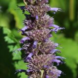 Agastache rugosa