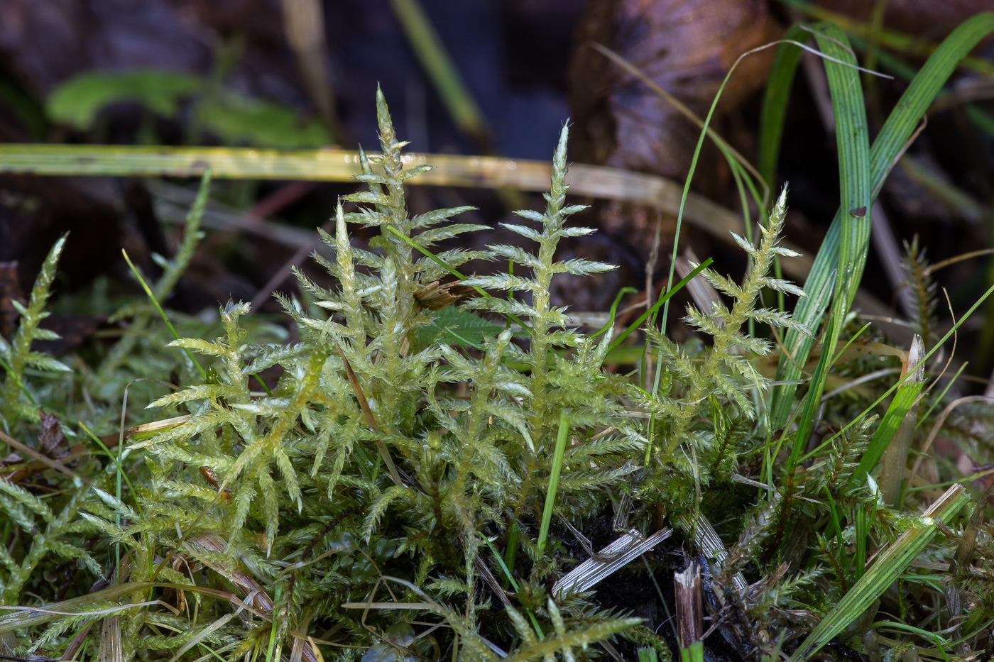 Image of Cirriphyllum piliferum specimen.