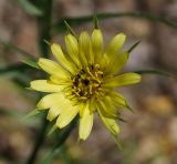 Tragopogon capitatus