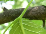 Ulmus glabra