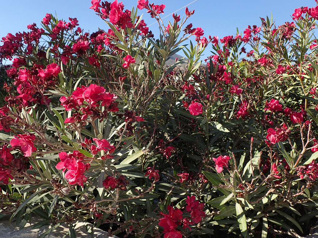 Image of Nerium oleander specimen.