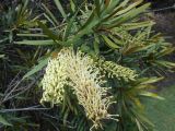 Grevillea exul