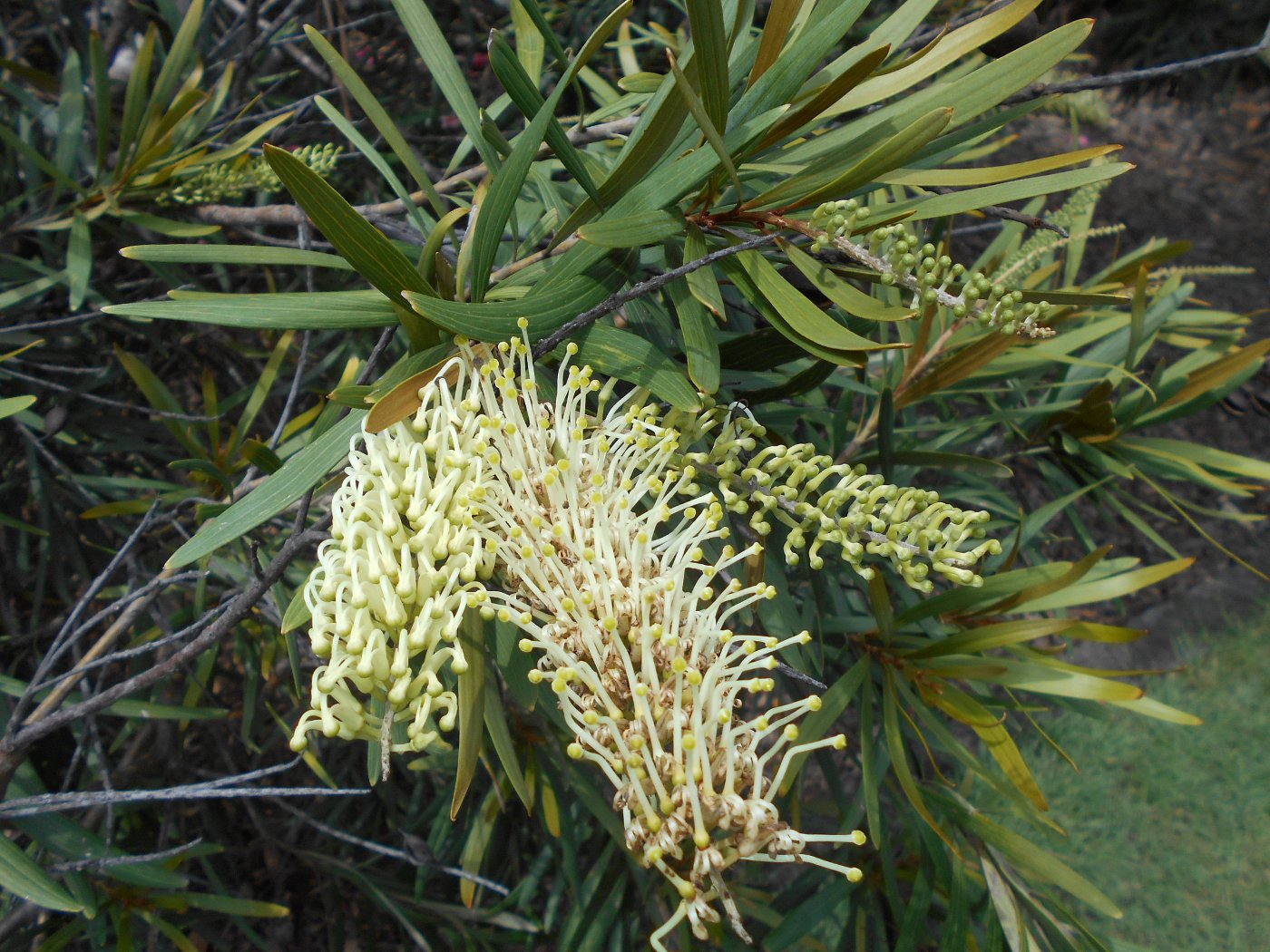 Изображение особи Grevillea exul.