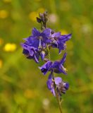 Polemonium caeruleum. Соцветие. Иркутская обл., берег оз. Байкал, окр. пос. Большие Коты, луговой склон. 02.07.2015.