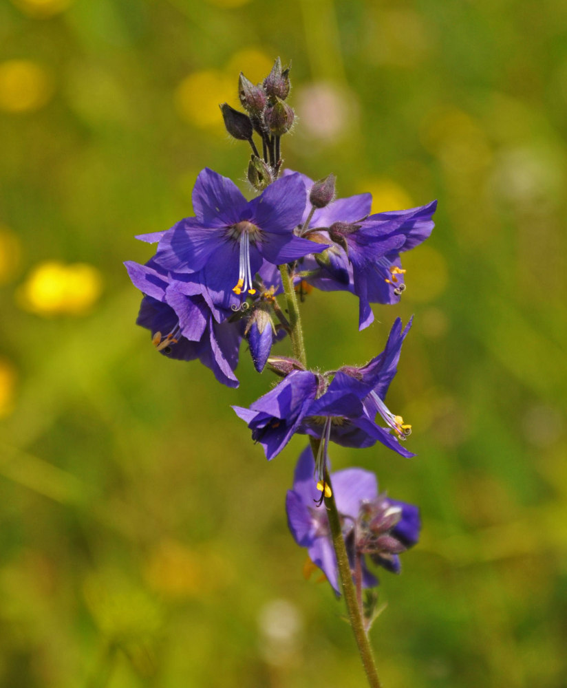 Image of Polemonium caeruleum specimen.