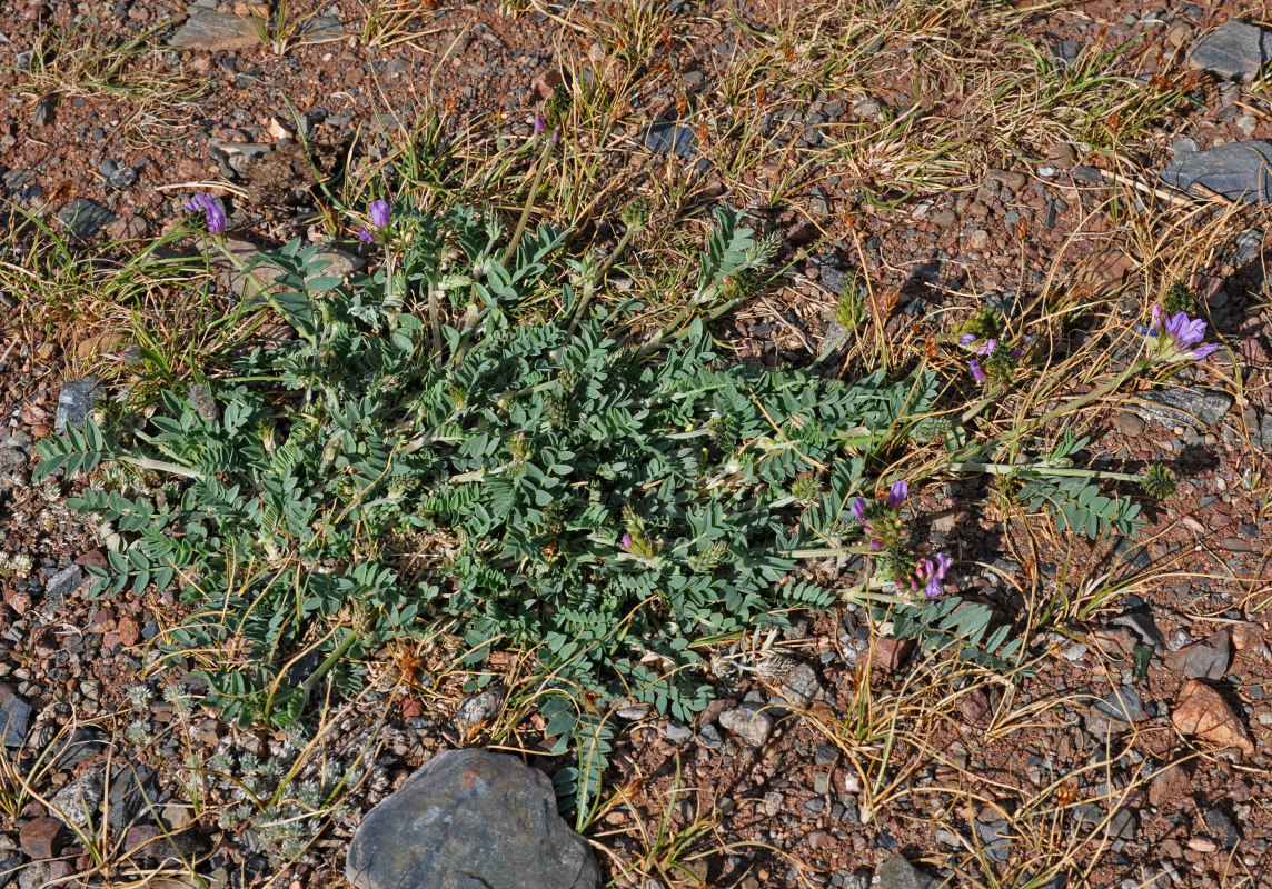 Изображение особи род Oxytropis.