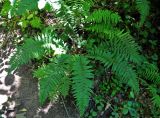 Polystichum braunii. Взрослое растение. Адыгея, окр. пос. Каменномостский, долина р. Руфабго, широколиственный лес. 03.07.2017.