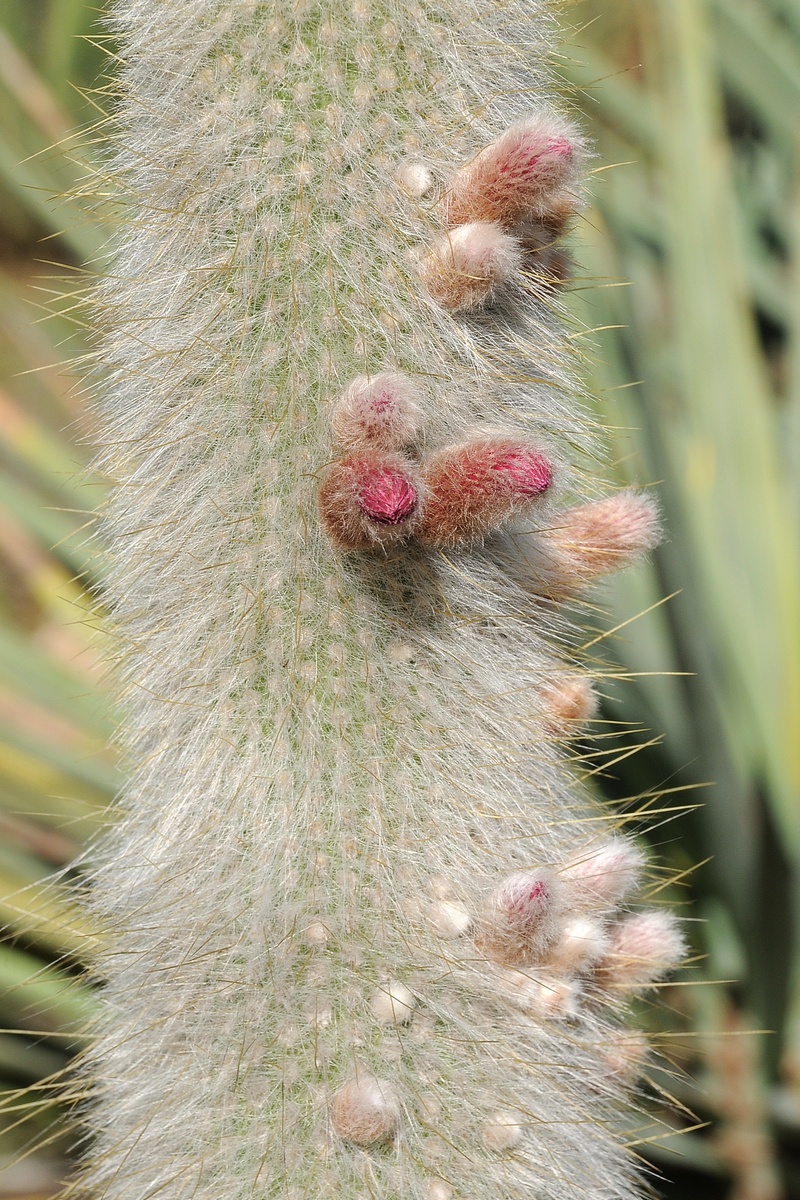Изображение особи Cleistocactus straussii.