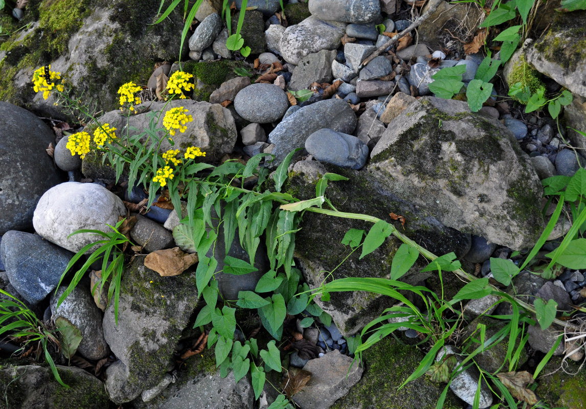 Image of Erysimum aureum specimen.
