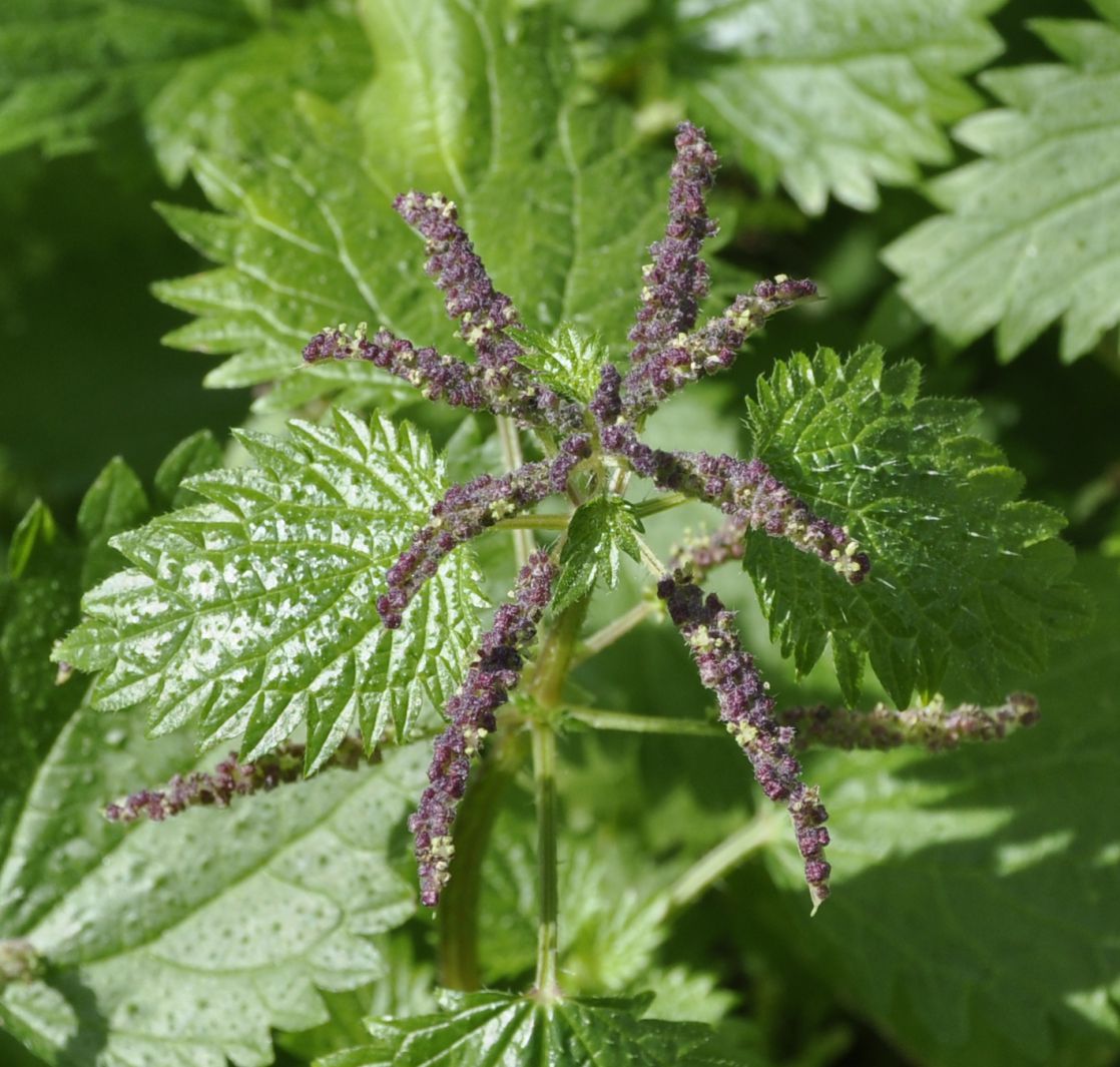 Image of Urtica membranacea specimen.