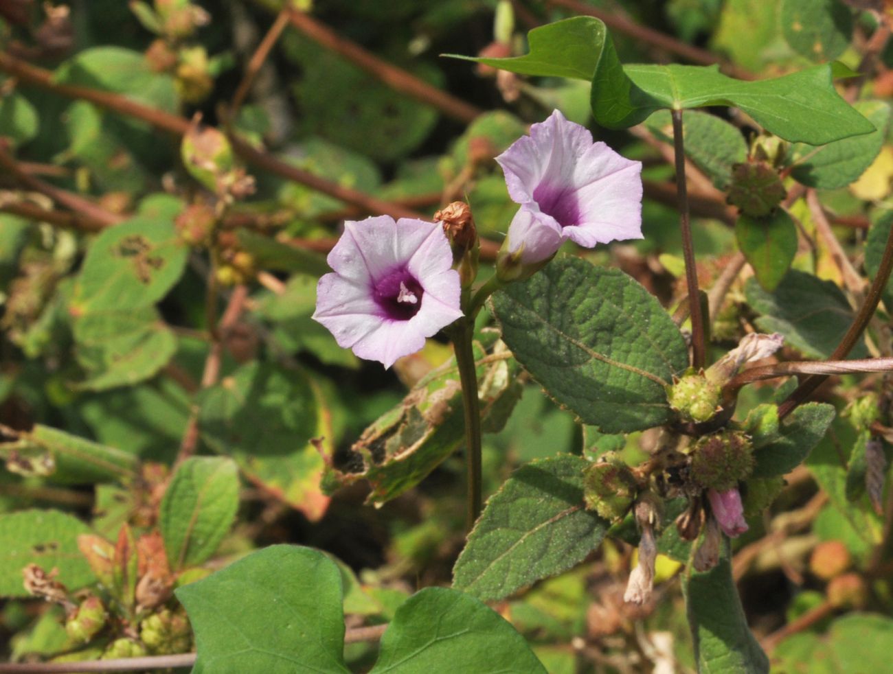 Изображение особи семейство Convolvulaceae.