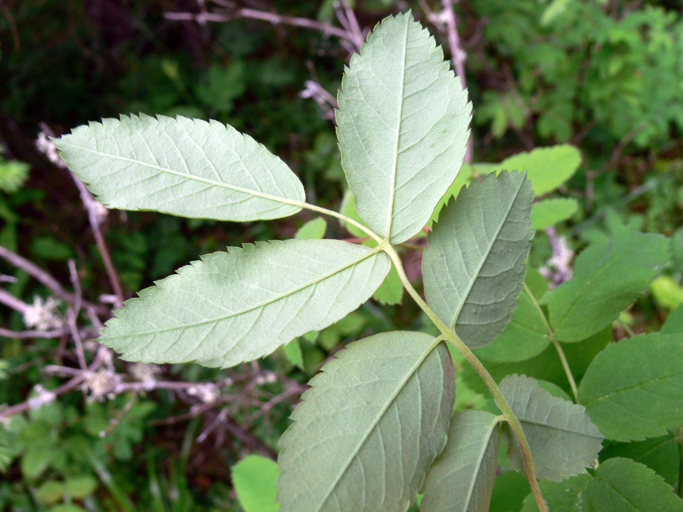 Image of Rosa acicularis specimen.