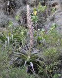 genus Puya. Расцветающее и вегетирующие растения. Перу, археологический комплекс Ольянтайтамбо, высота 2850 м н.у.м. 12 марта 2014 г.