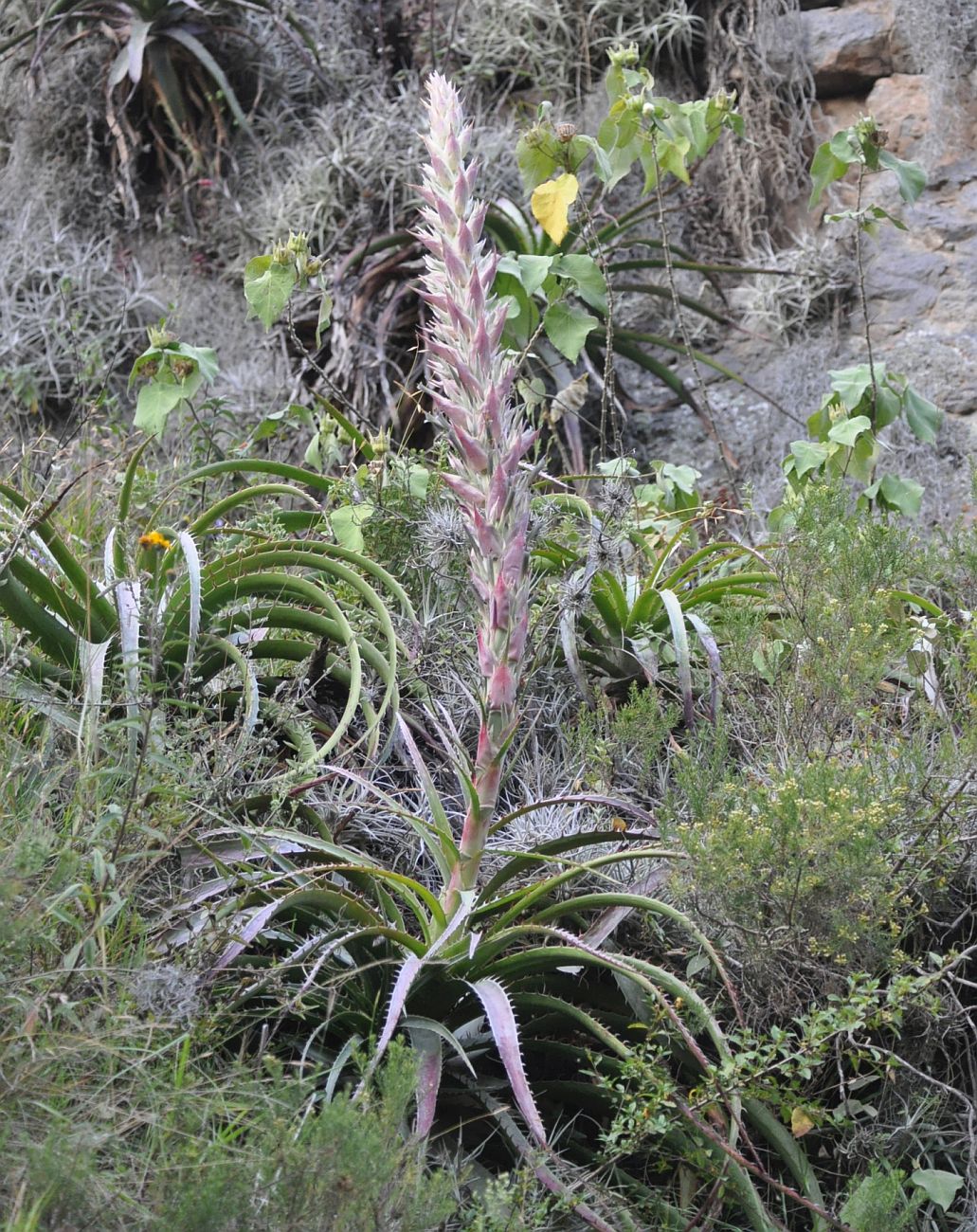 Image of genus Puya specimen.