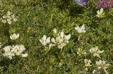 Trifolium polyphyllum