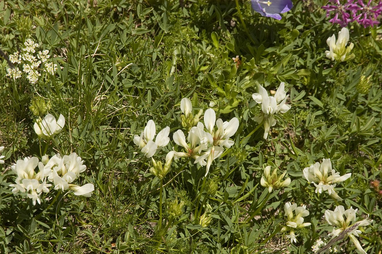 Изображение особи Trifolium polyphyllum.