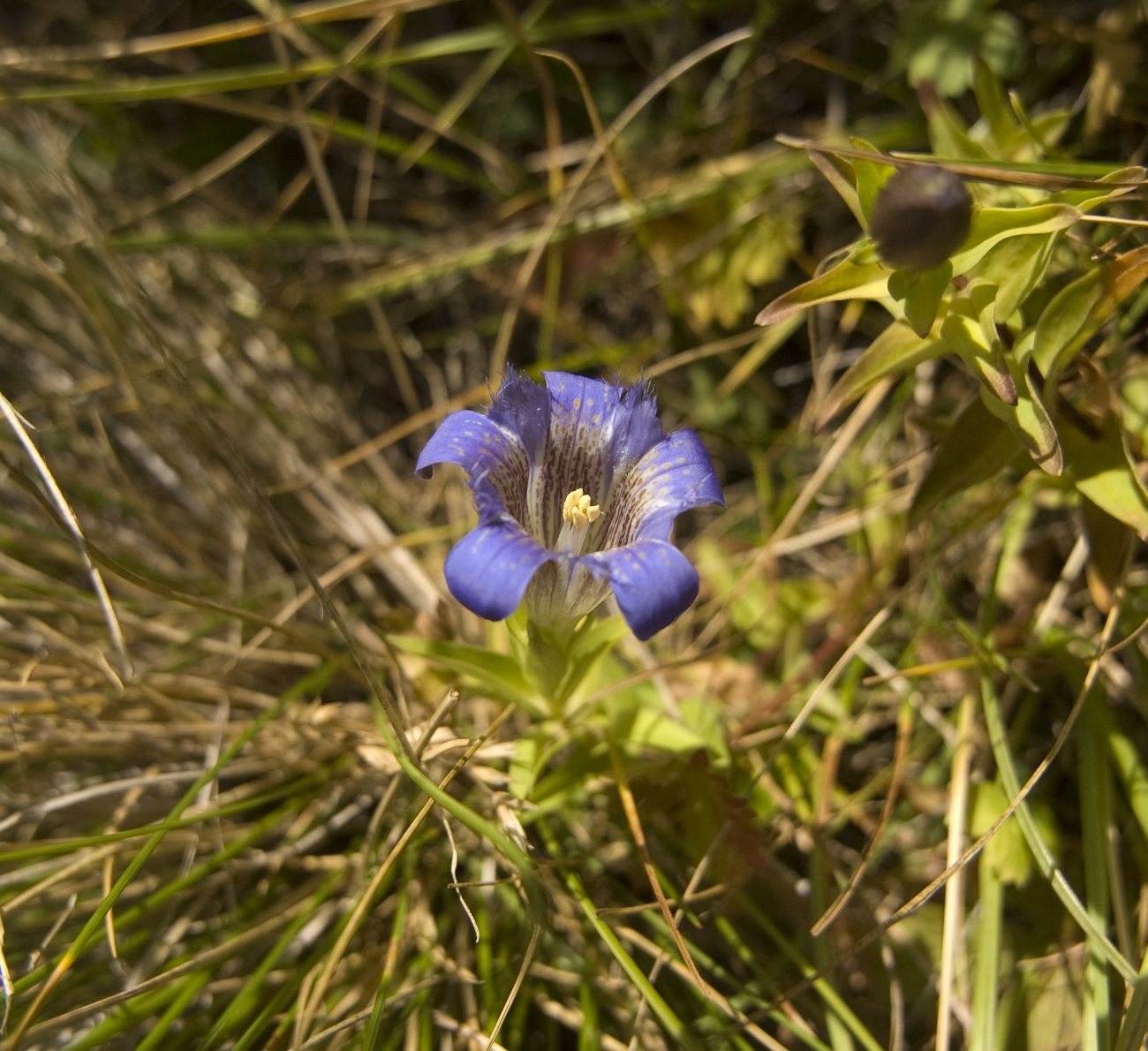 Изображение особи Gentiana septemfida.