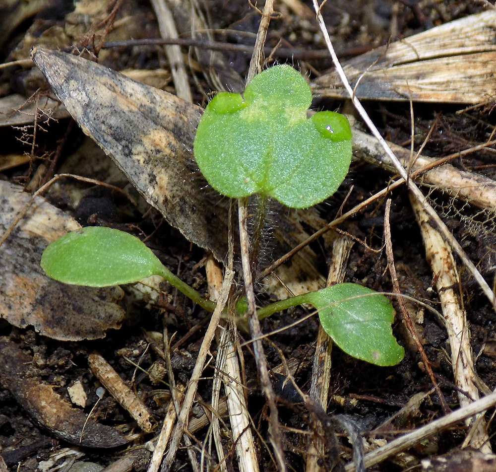 Image of Ranunculus constantinopolitanus specimen.