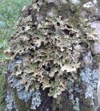 Lobaria pulmonaria