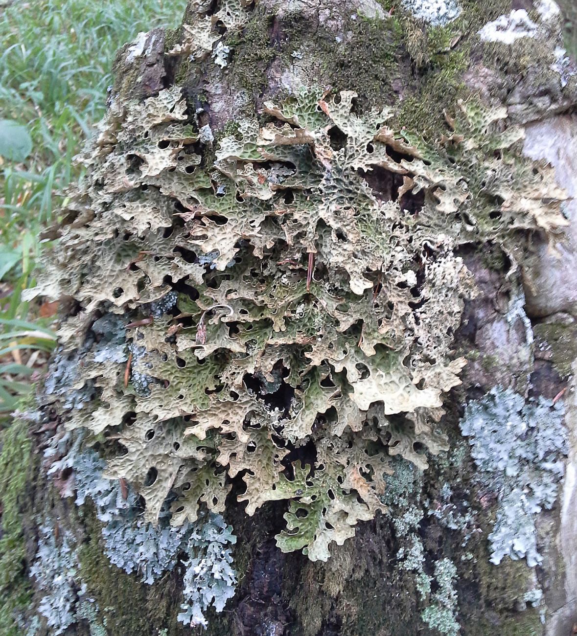 Image of Lobaria pulmonaria specimen.