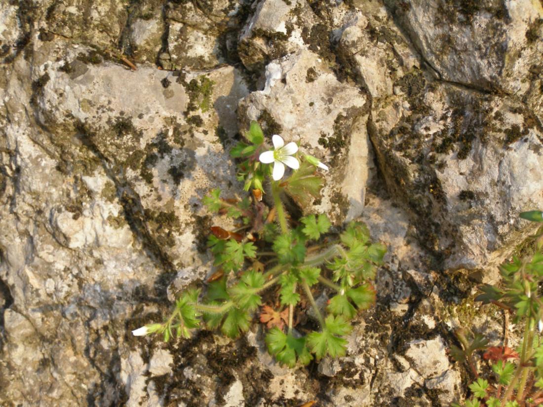 Изображение особи Saxifraga irrigua.