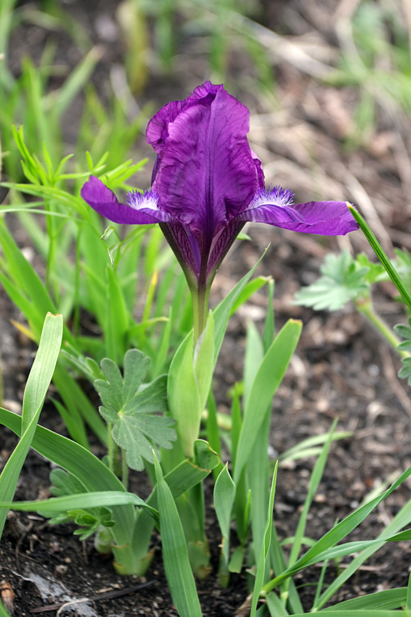 Изображение особи Iris aphylla.